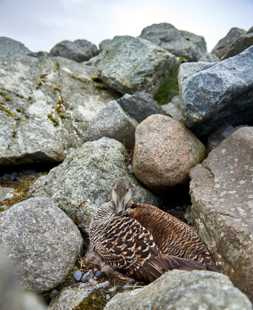 Common Eider - ML620581453