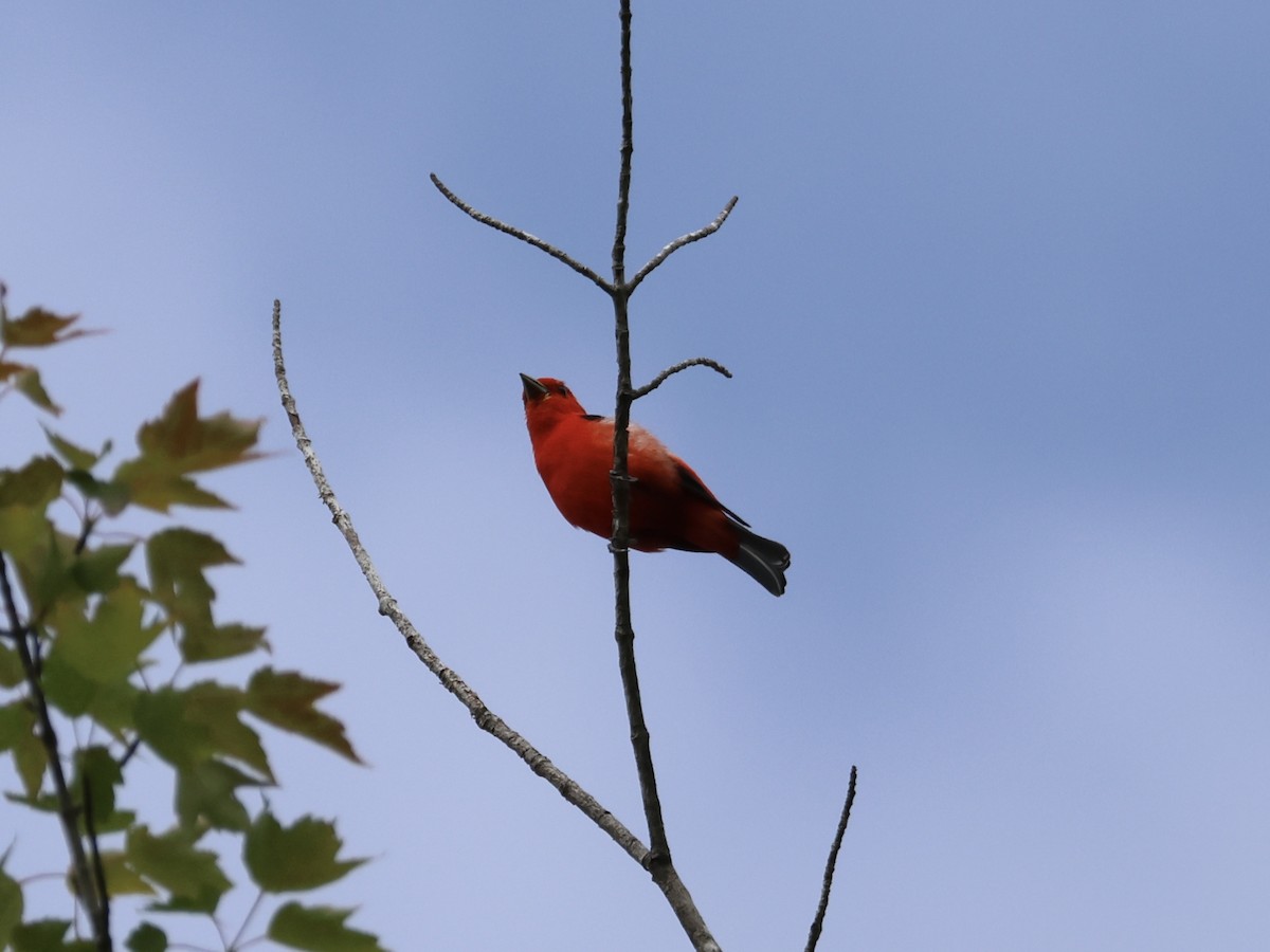 Scarlet Tanager - ML620581457