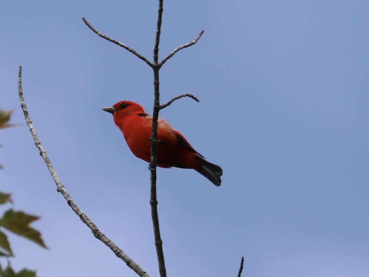 Scarlet Tanager - ML620581458