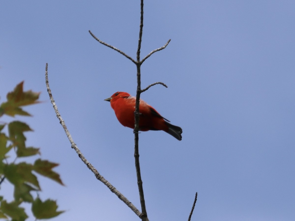 Scarlet Tanager - ML620581459