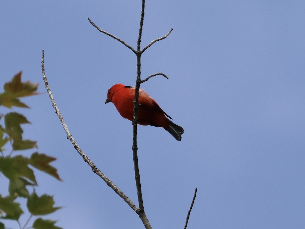 Scarlet Tanager - ML620581460