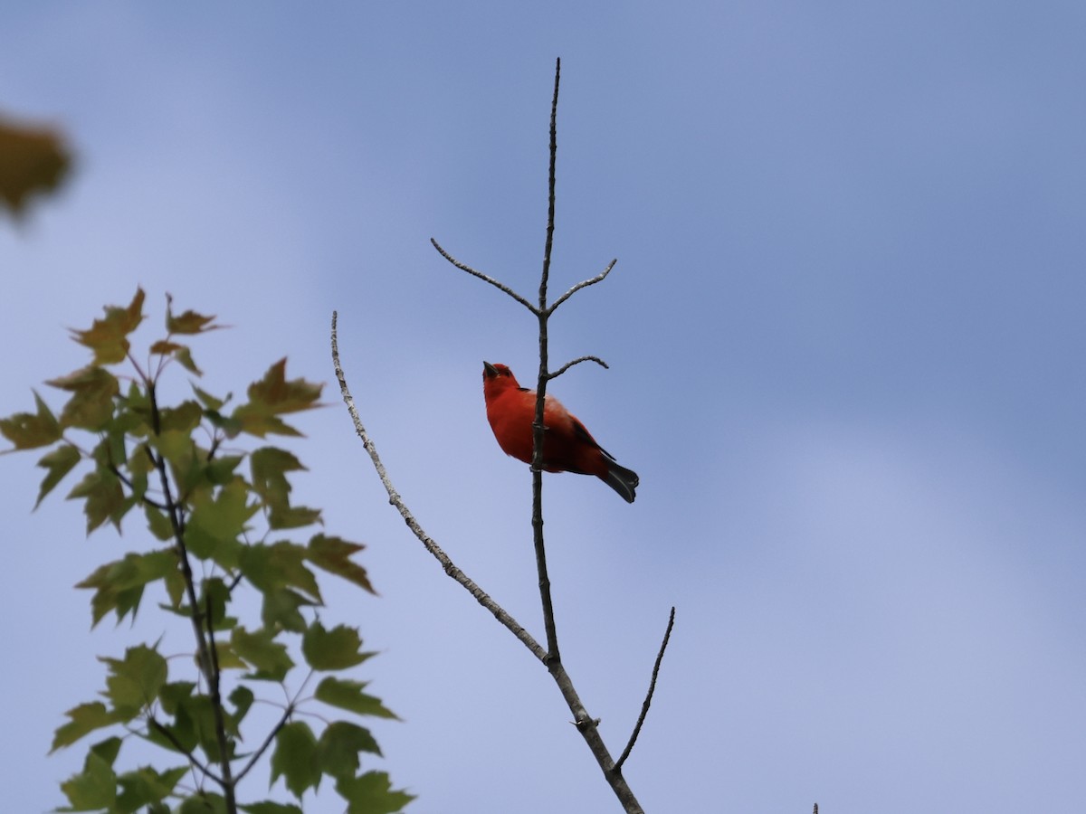 Scarlet Tanager - ML620581461