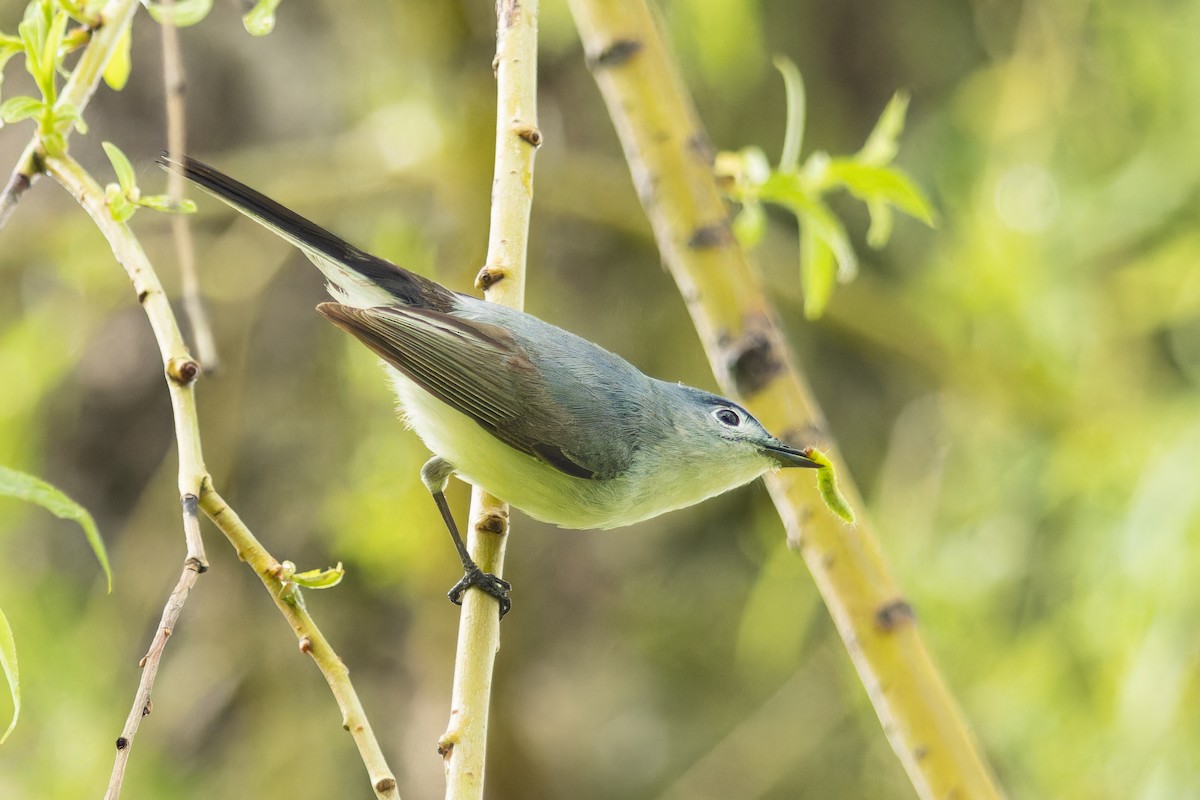 Blue-gray Gnatcatcher - ML620581465