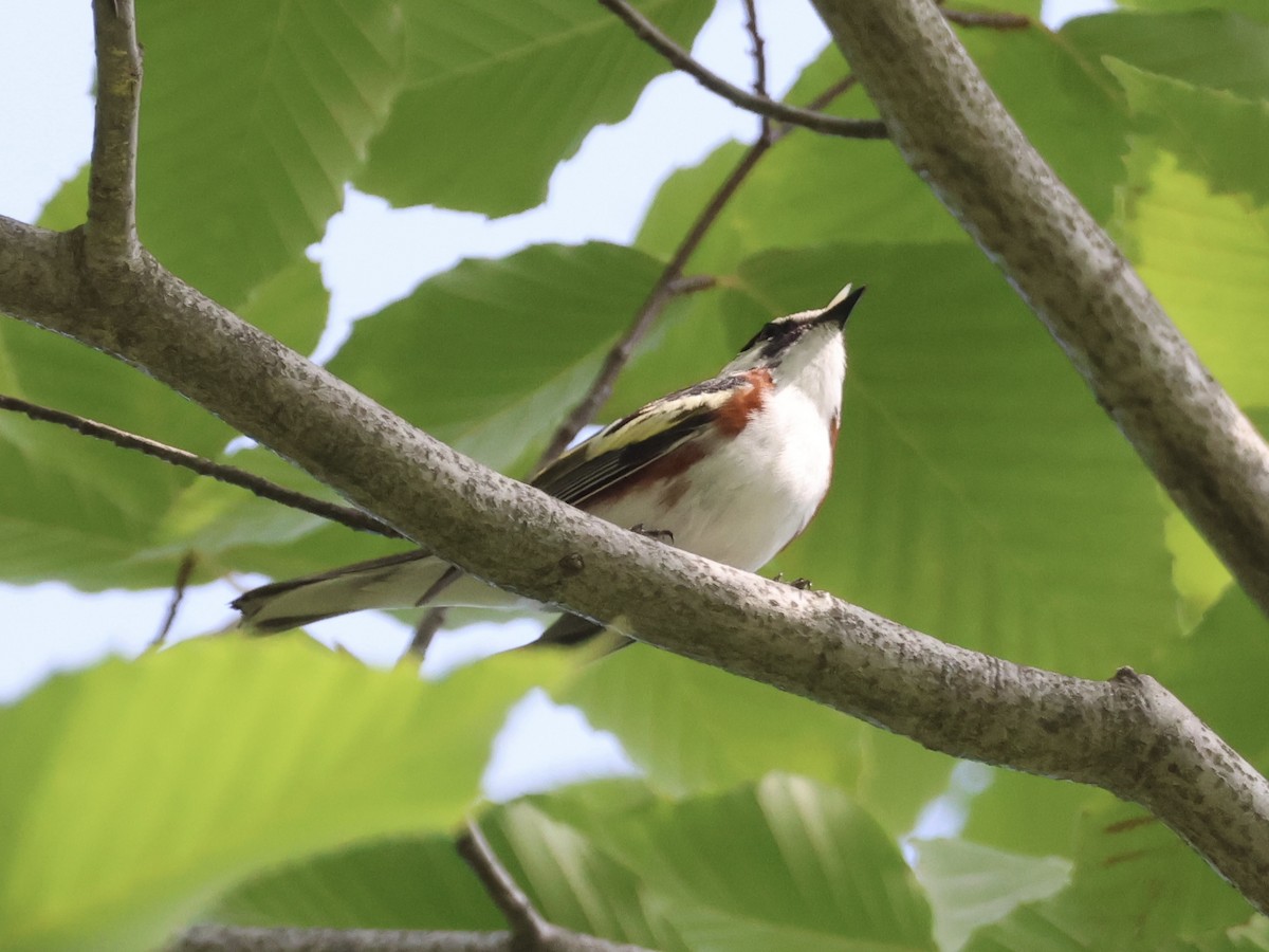 Chestnut-sided Warbler - ML620581471