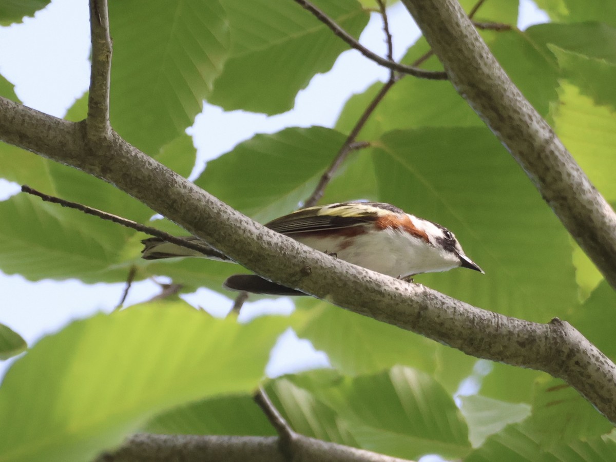 Chestnut-sided Warbler - ML620581472