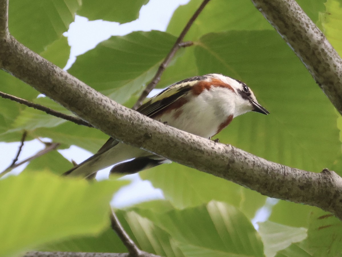 Chestnut-sided Warbler - ML620581473