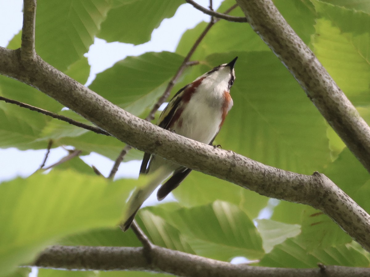 Chestnut-sided Warbler - ML620581474