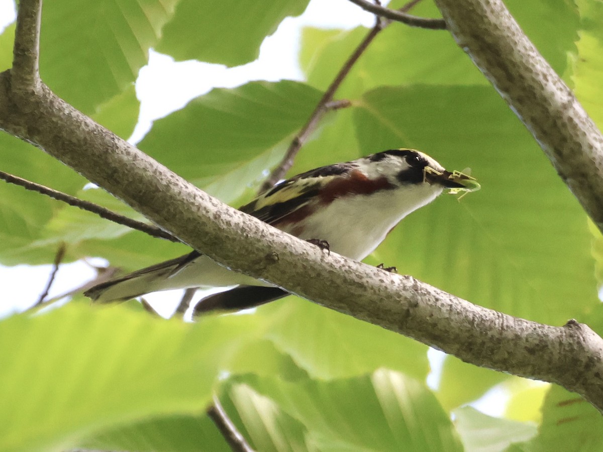 Chestnut-sided Warbler - ML620581475