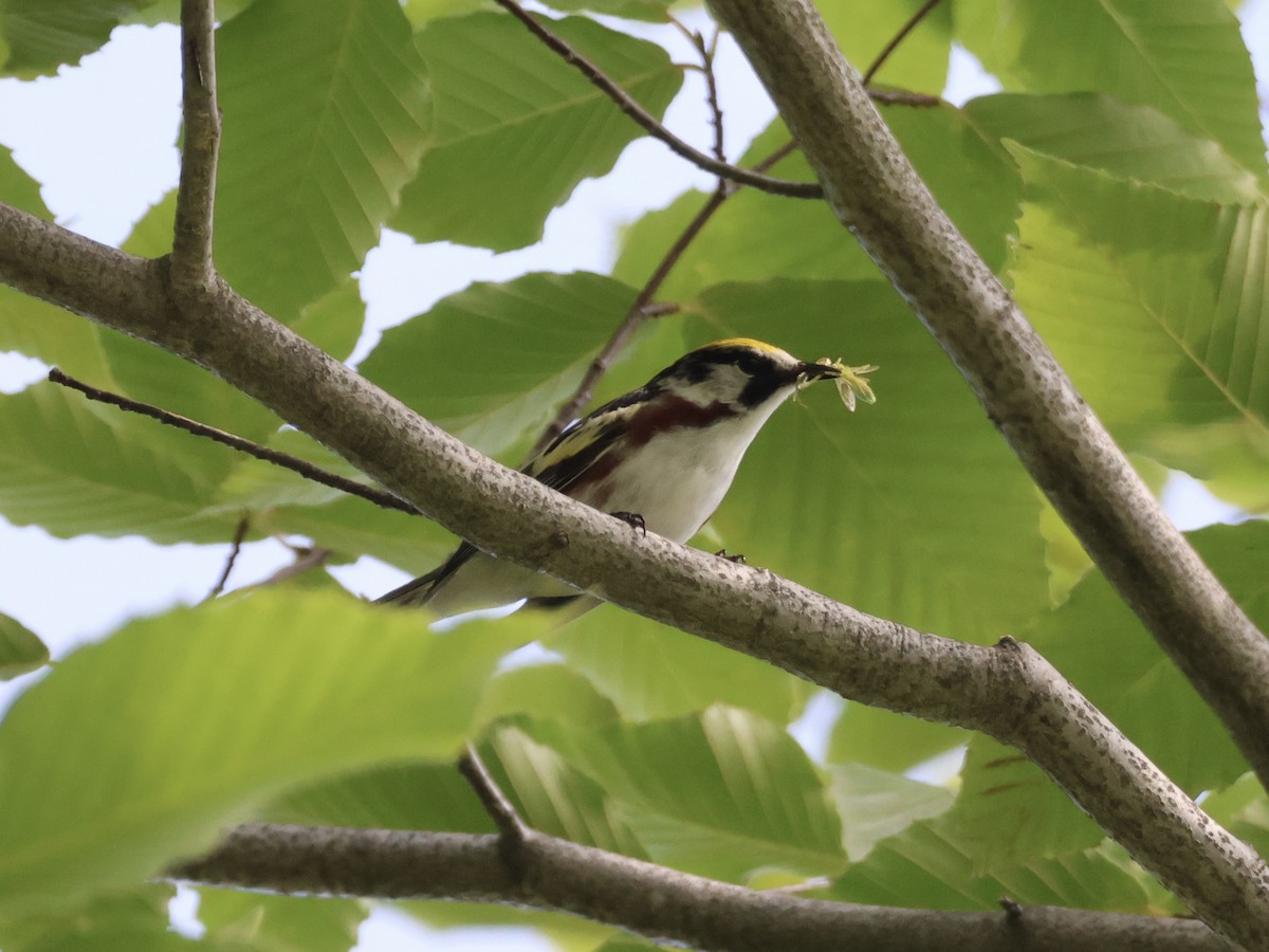 Chestnut-sided Warbler - ML620581476