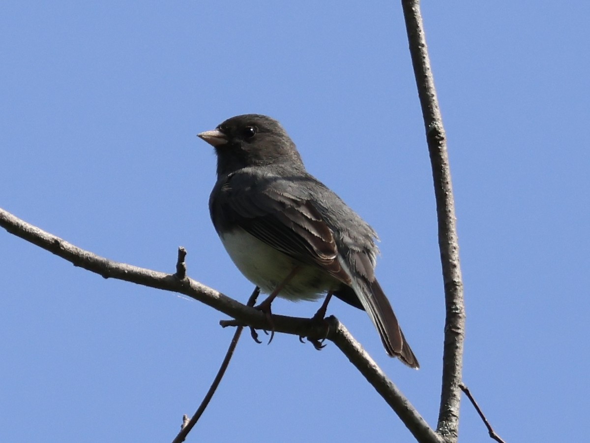 Dark-eyed Junco - Joanne Morrissey