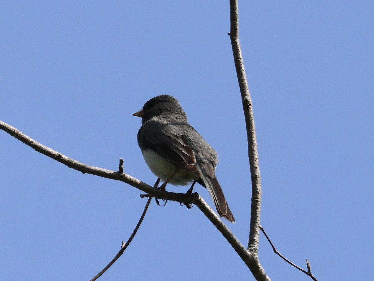 Junco Ojioscuro - ML620581496