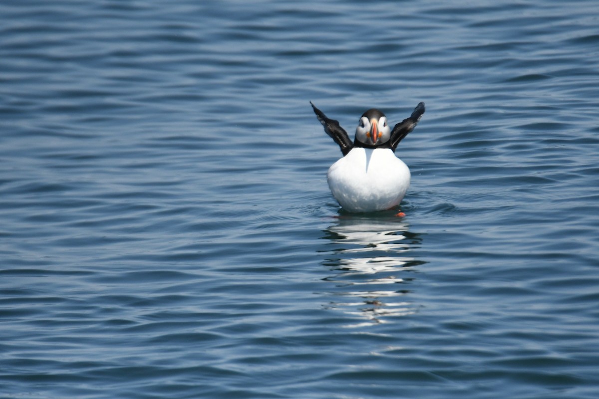 Atlantic Puffin - ML620581504