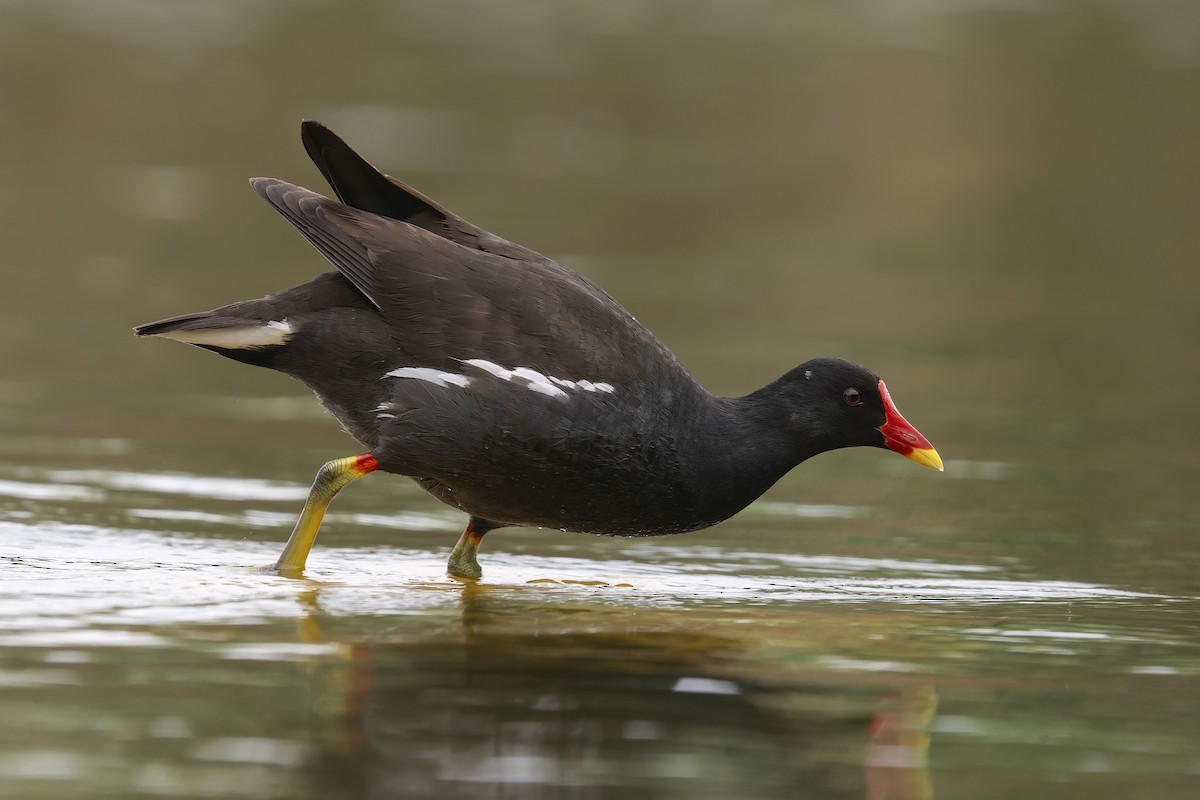 Eurasian Moorhen - ML620581508