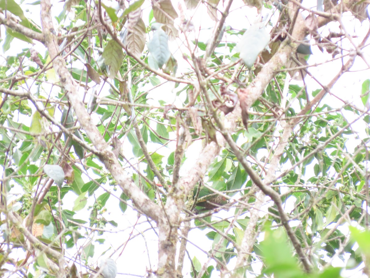 Brown-breasted Parakeet - ML620581519