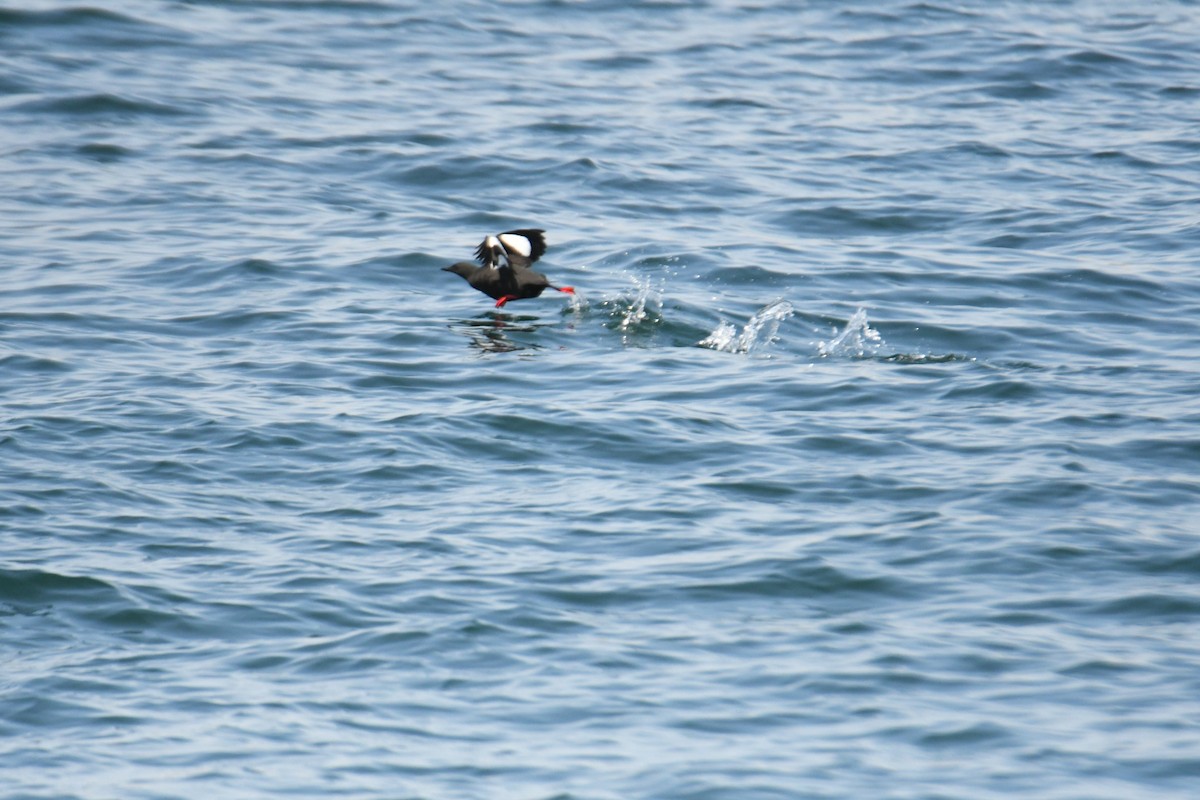 Black Guillemot - ML620581521