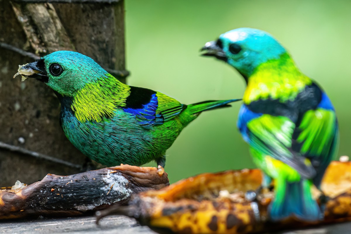 Green-headed Tanager - ML620581529