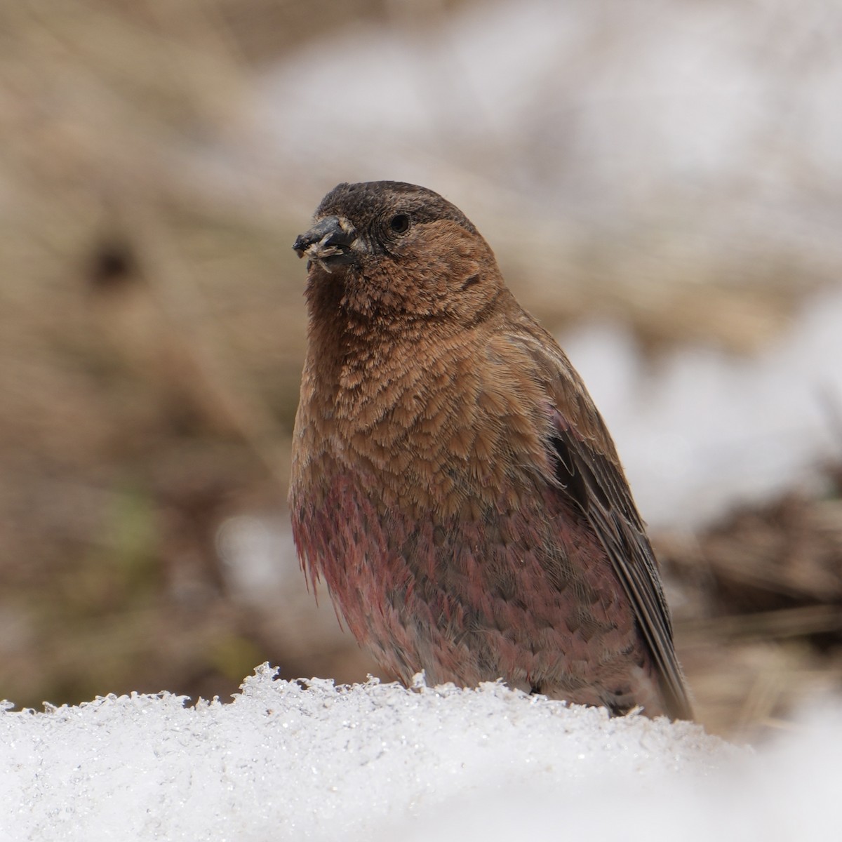 Brown-capped Rosy-Finch - ML620581531