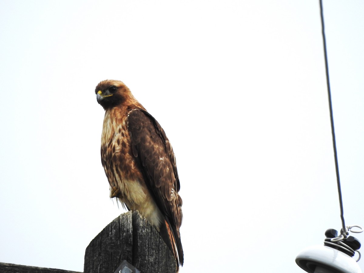 Red-tailed Hawk - ML620581532