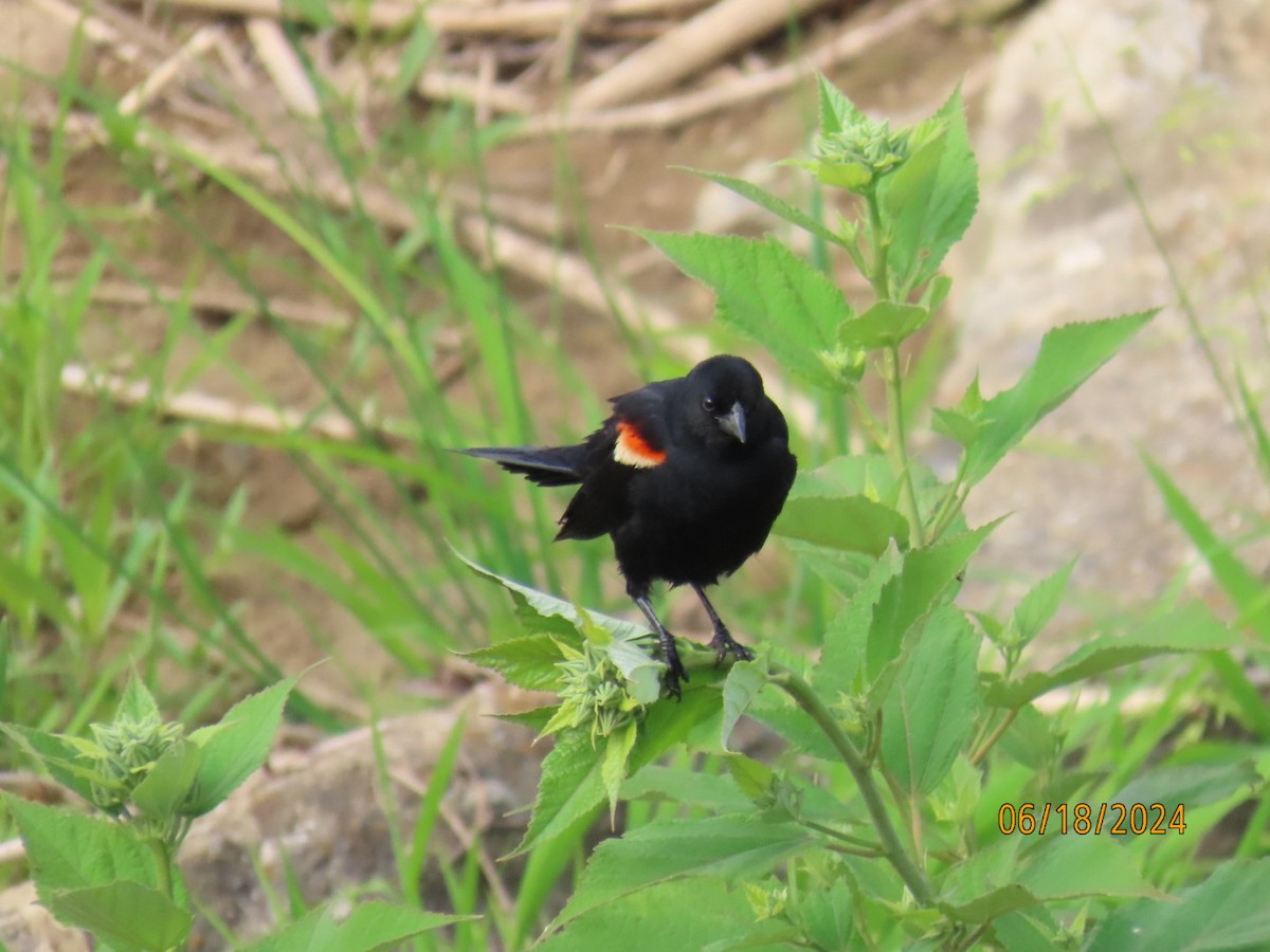 Red-winged Blackbird - ML620581537