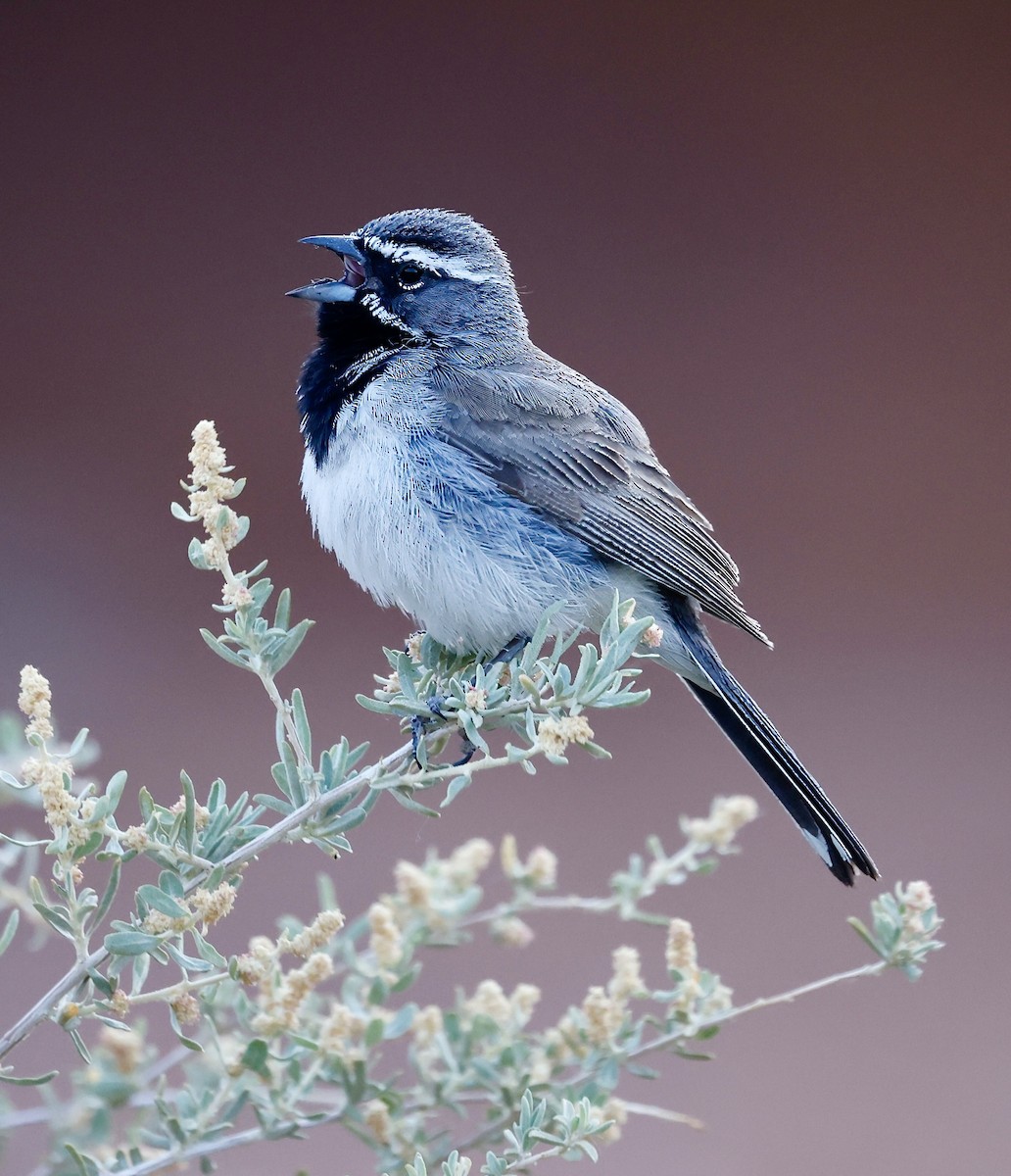 Black-throated Sparrow - ML620581542