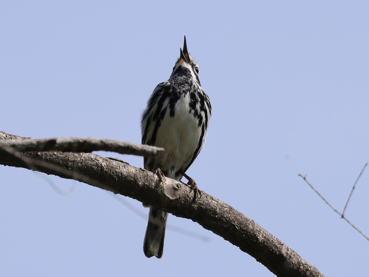 Black-and-white Warbler - ML620581547