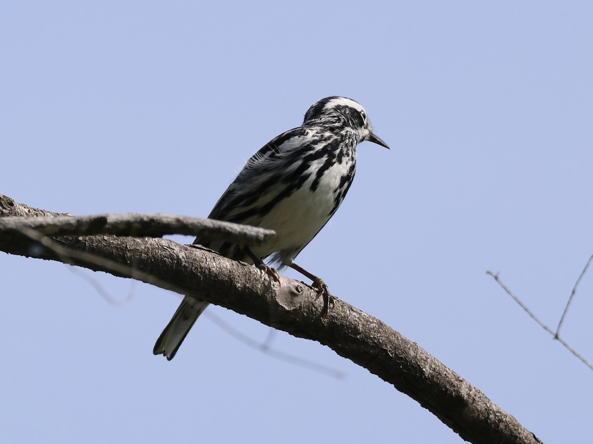 Black-and-white Warbler - ML620581548