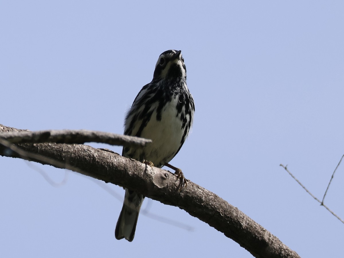 Black-and-white Warbler - ML620581549