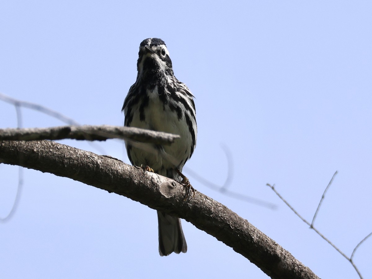 Black-and-white Warbler - ML620581550