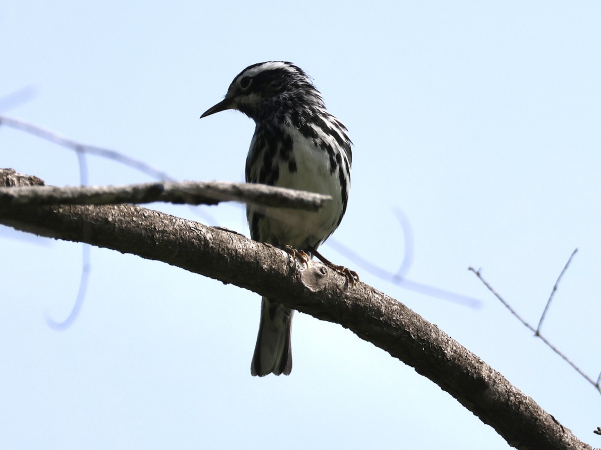 Black-and-white Warbler - ML620581551