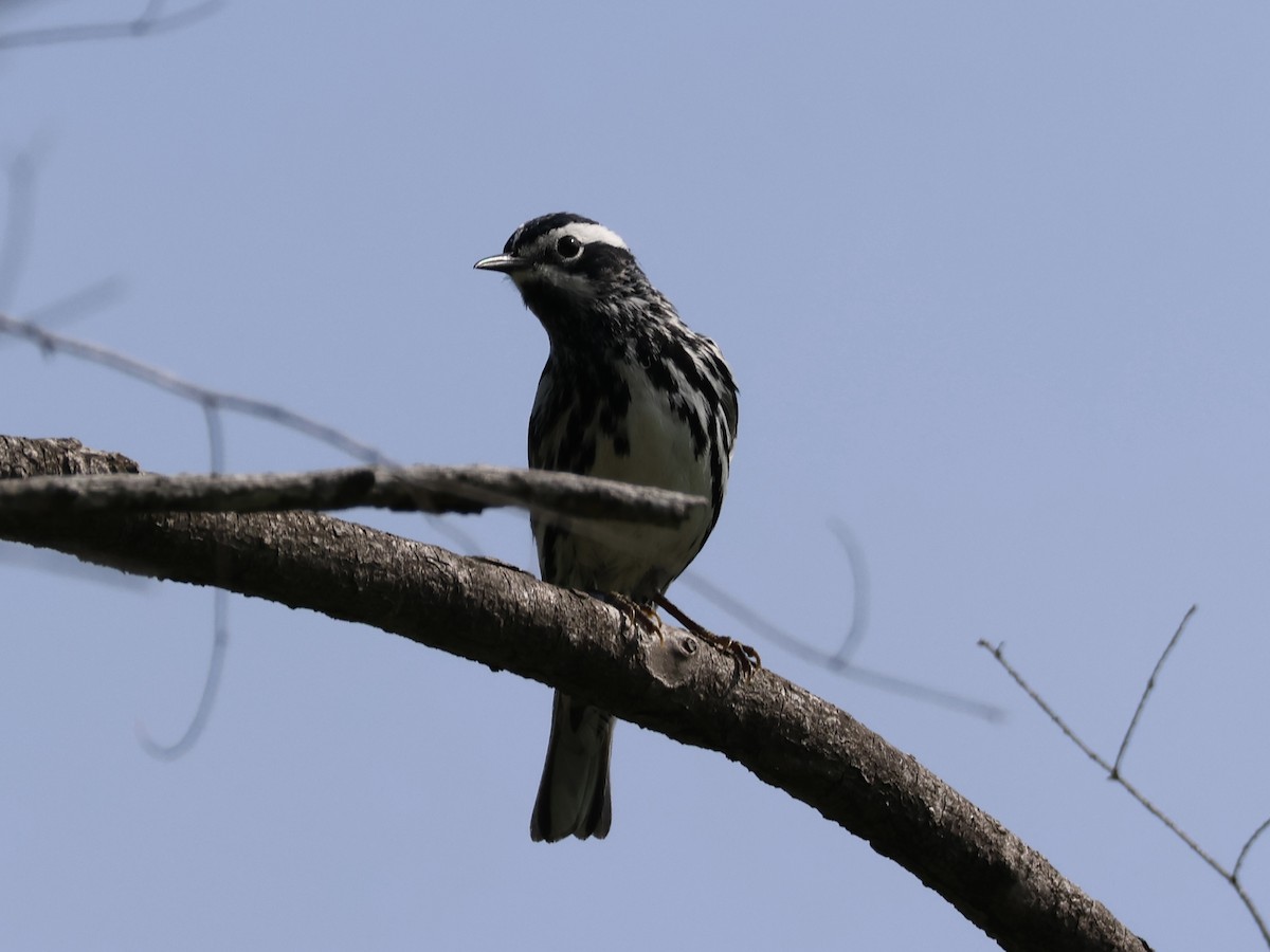 Black-and-white Warbler - Joanne Morrissey