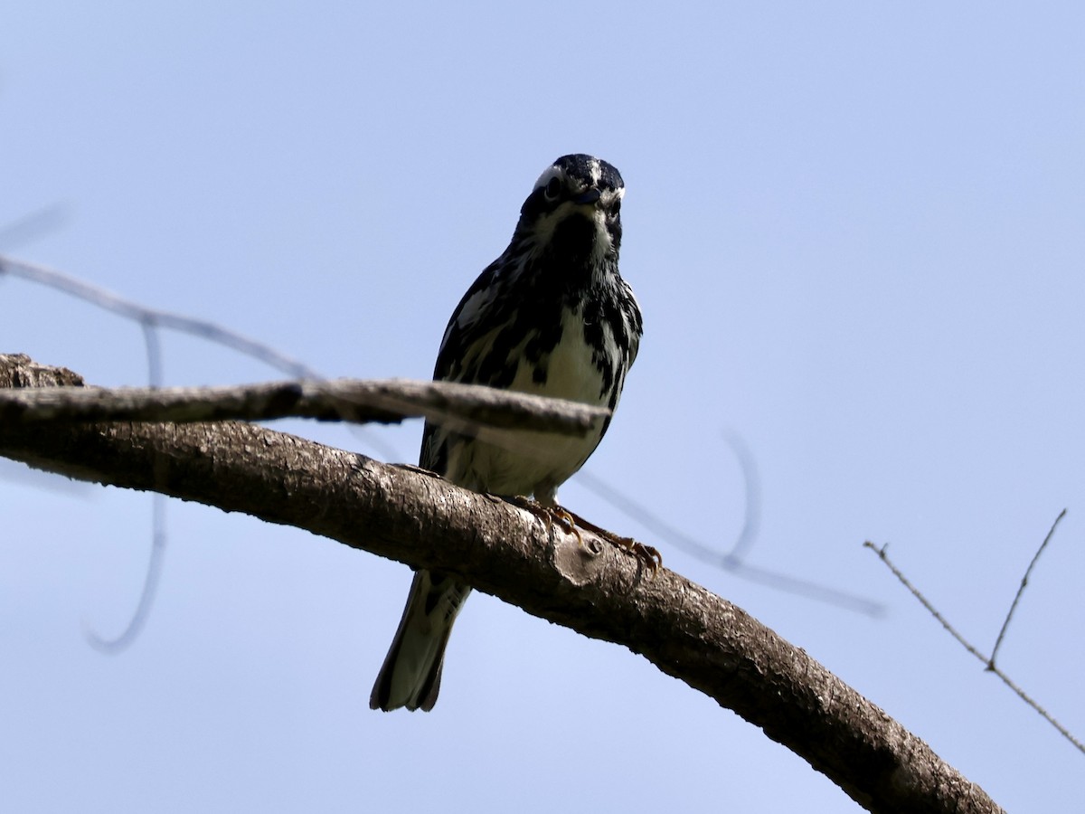 Black-and-white Warbler - Joanne Morrissey