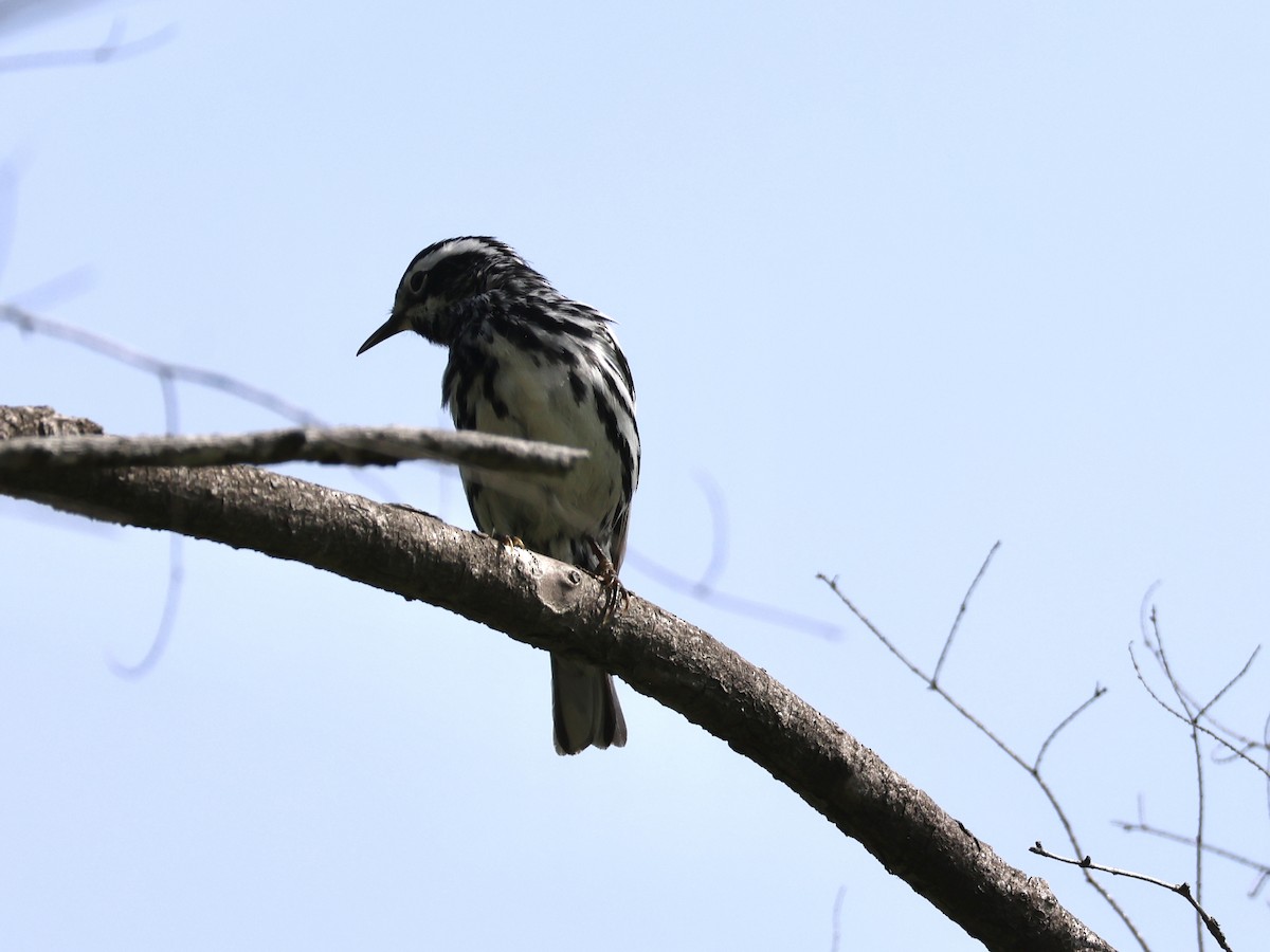 Black-and-white Warbler - ML620581554