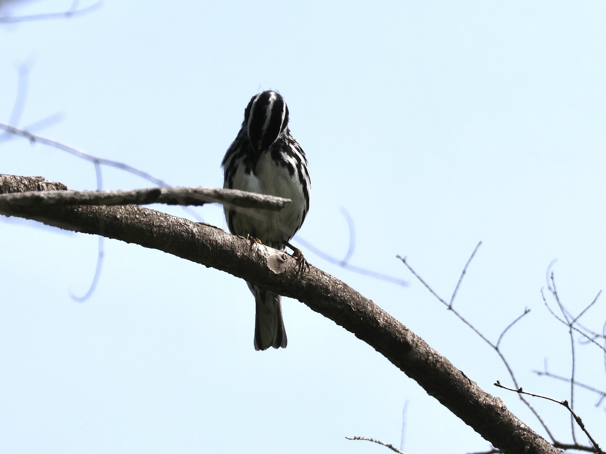 Black-and-white Warbler - ML620581555