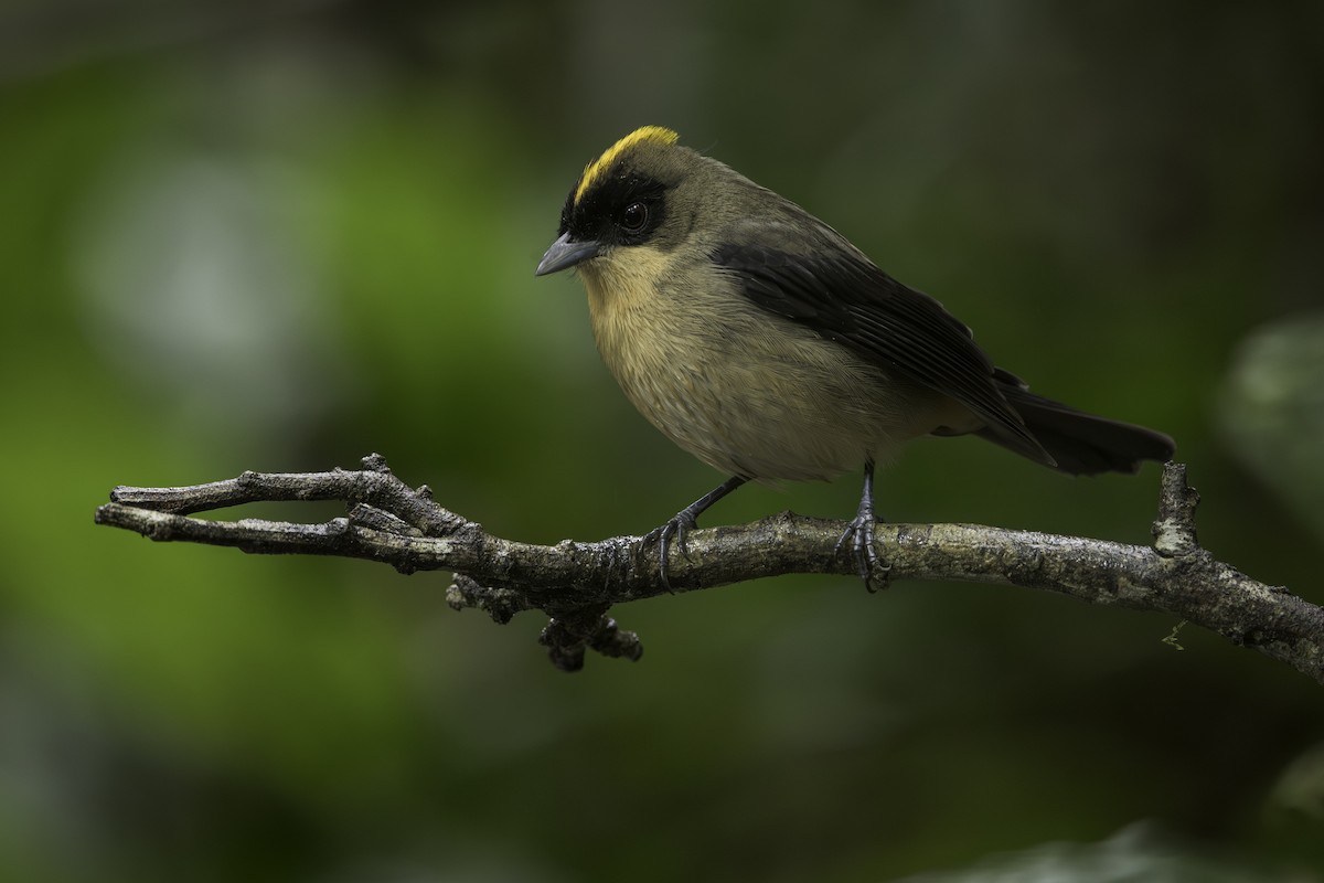 Black-goggled Tanager - ML620581562