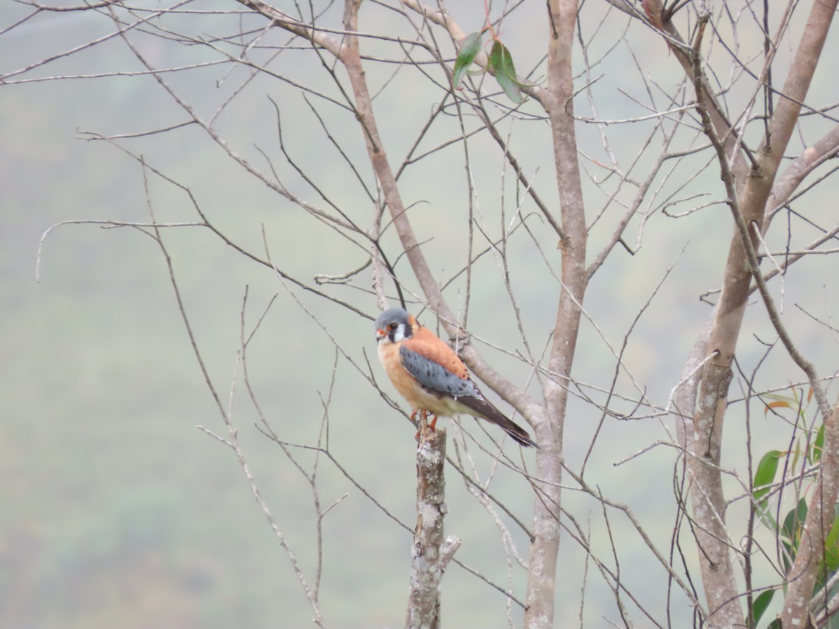 American Kestrel - ML620581564