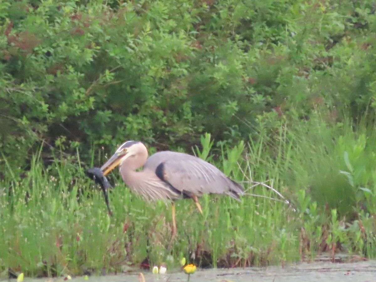 Great Blue Heron - ML620581565