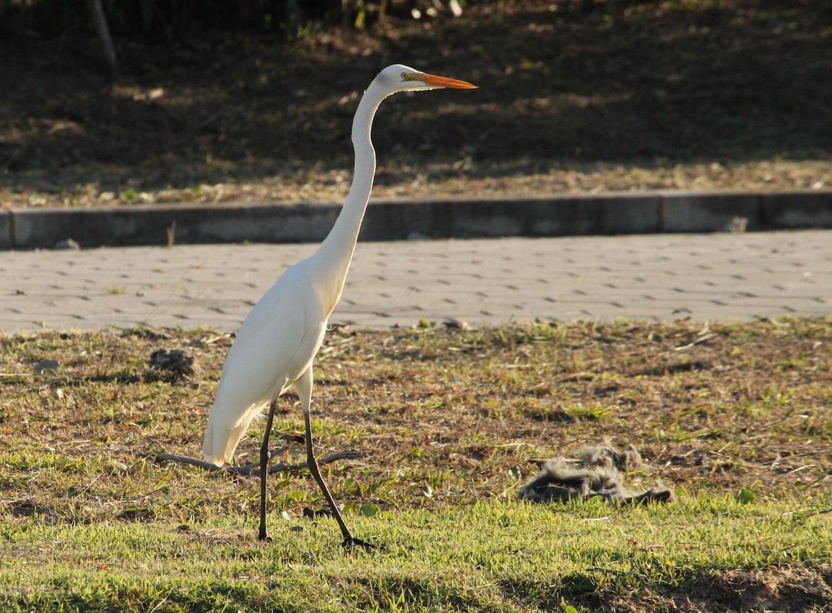 Great Egret - ML620581570