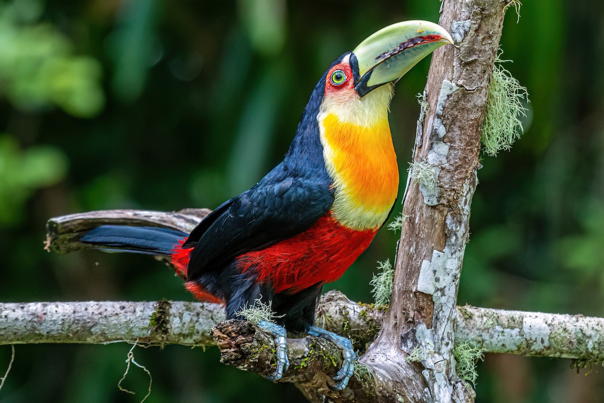 Red-breasted Toucan - ML620581571