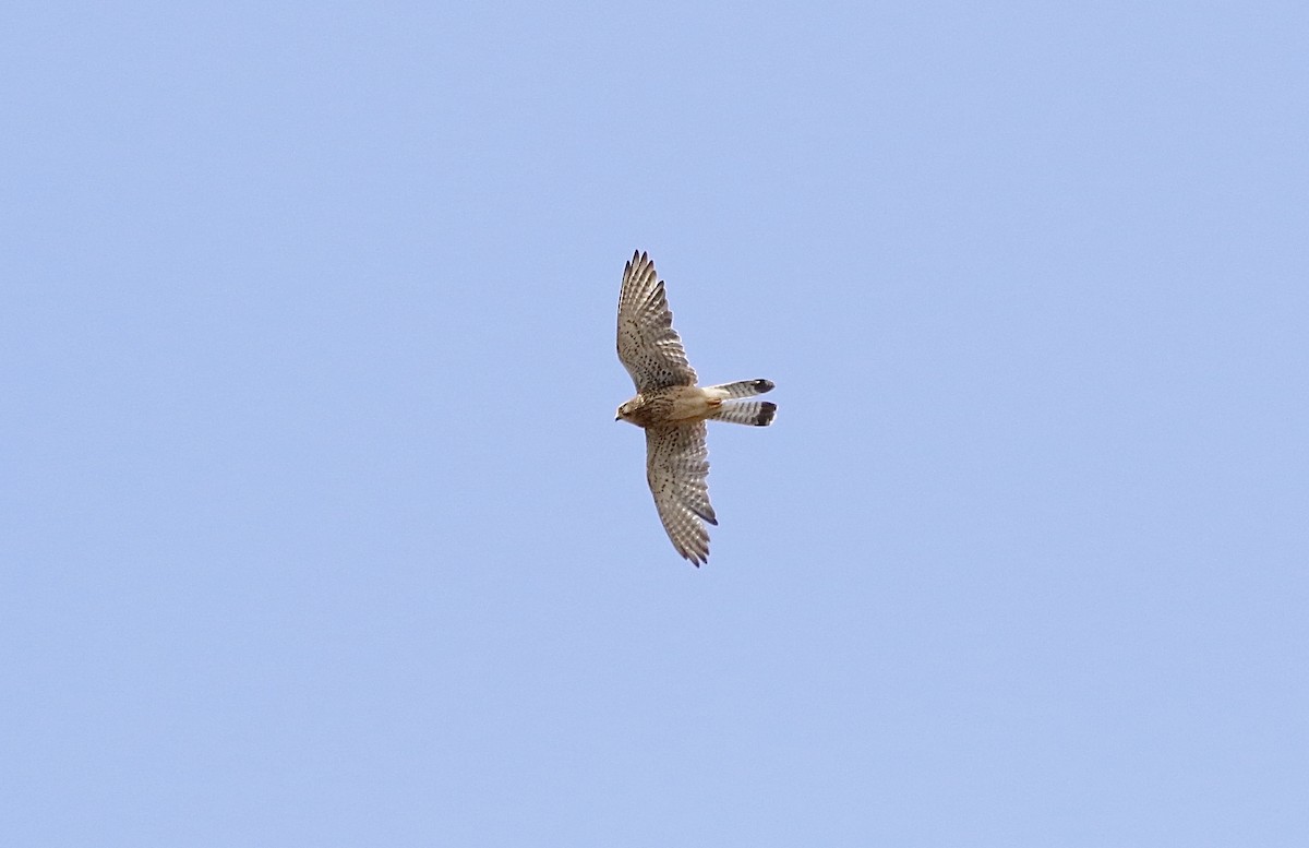 Eurasian Kestrel (Cape Verde) - ML620581577