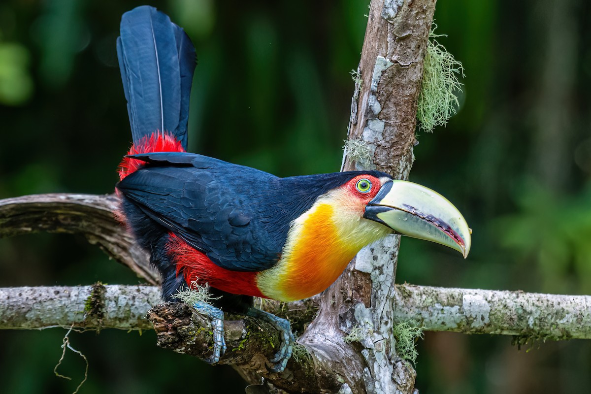Red-breasted Toucan - ML620581580