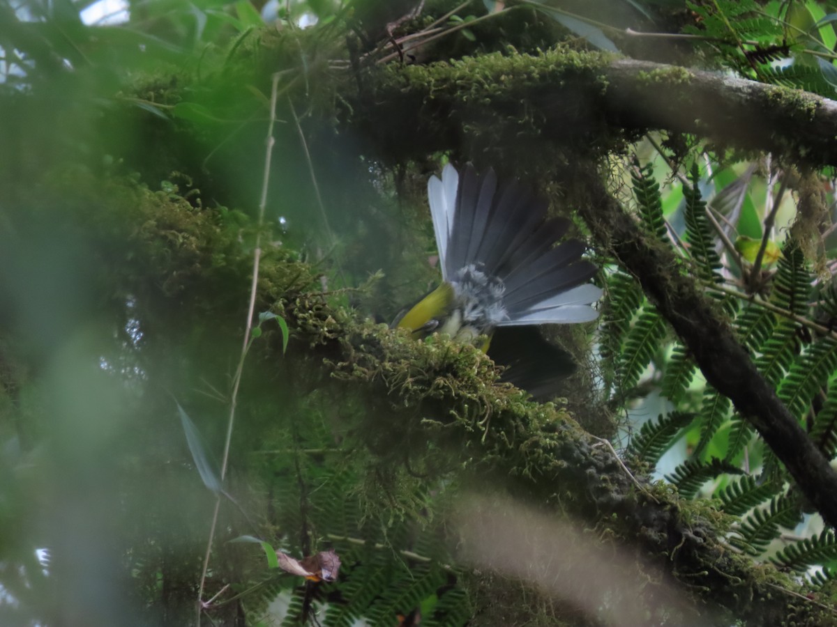 Golden-fronted Redstart - ML620581582