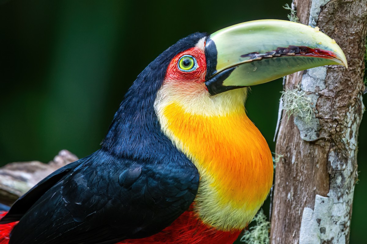 Red-breasted Toucan - ML620581586