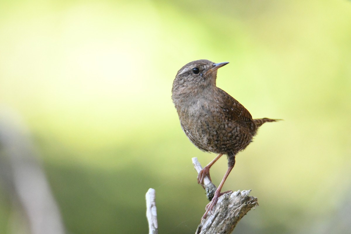 Winter Wren - ML620581589