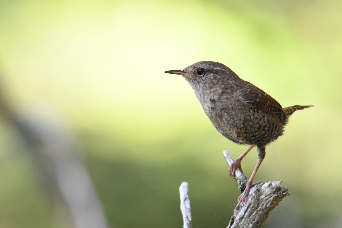 Winter Wren - ML620581590