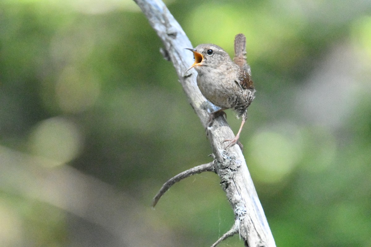 Winter Wren - Ezekiel Dobson