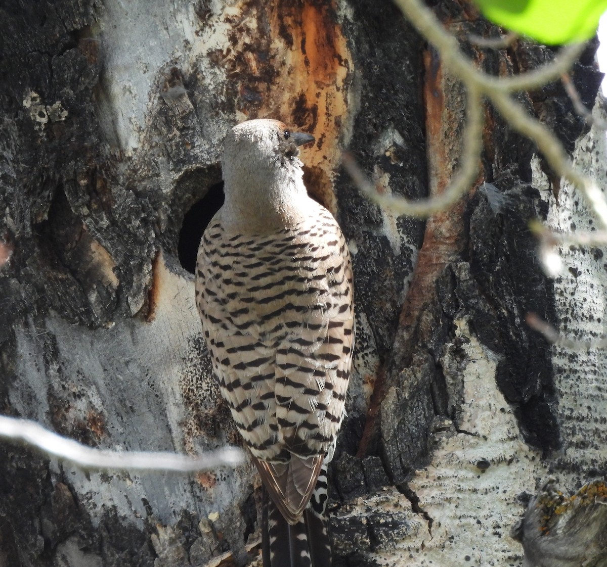 Northern Flicker - ML620581594