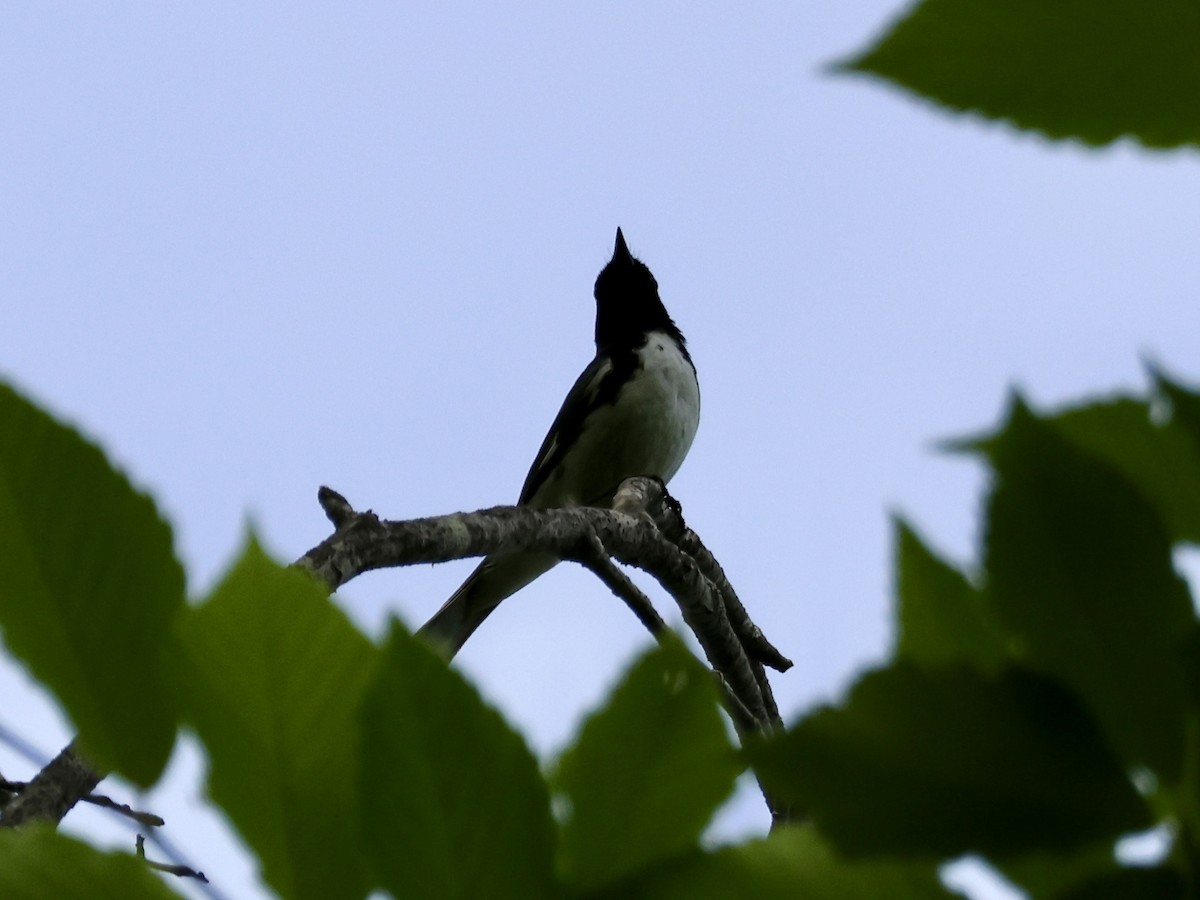 Black-throated Blue Warbler - ML620581597