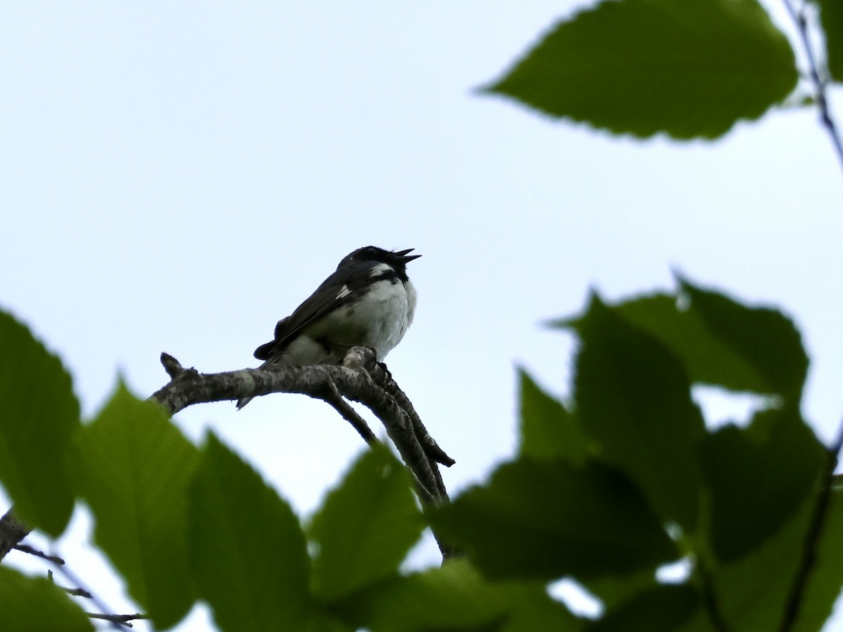 Black-throated Blue Warbler - ML620581598