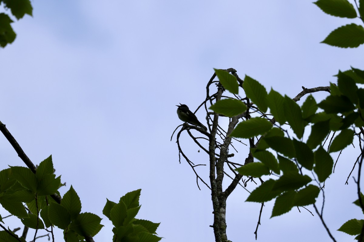 Black-throated Blue Warbler - ML620581602