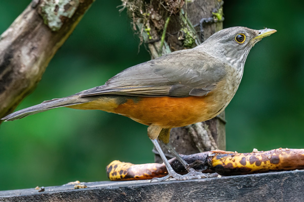 Rufous-bellied Thrush - ML620581626